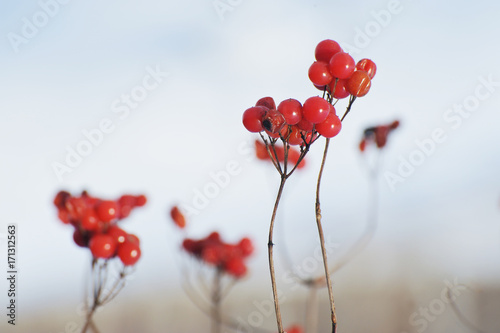 Red guelder rose on a gray background in winter