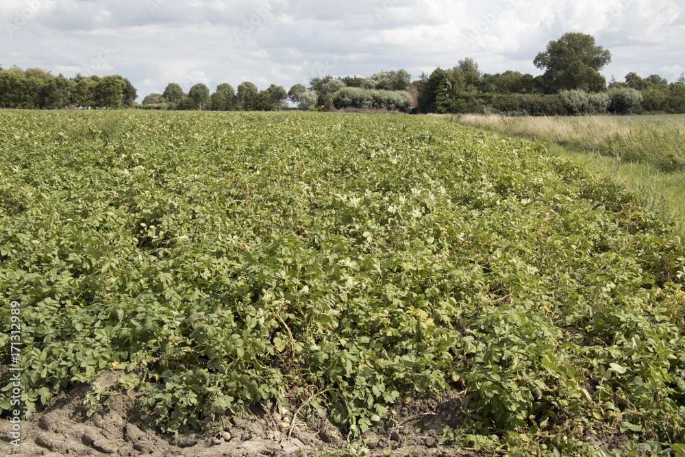 Potato field  in Kattendijke