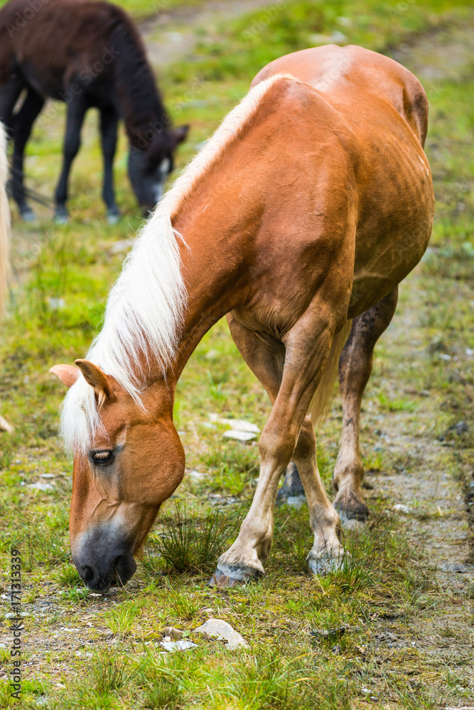 Wild horses in forest of Austria Wild horses in forest of Austria