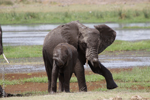 Afrikanische Elefanten im Sumpfgebiet des Amboseli Nationalpark  Kenia  Ostafrika