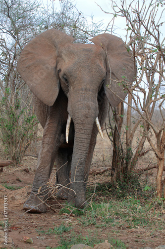 Afrikanischer Elefant  Loxodonta africana   Namibia  Afrika