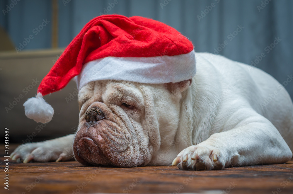 Fototapeta Cute Dog z Santa Claus cap, Buldog angielski przebrany za Świętego Mikołaja, ubrania świąteczne.
