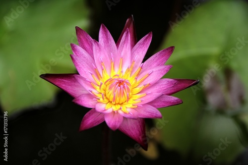 pink lotus1