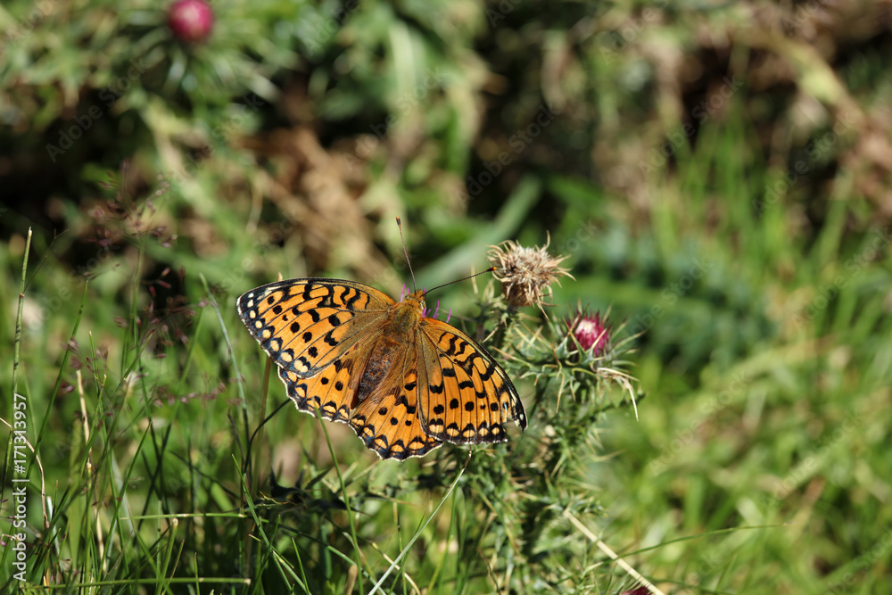 Distel mit einem Schmetterling in den Pyrenäen Distel mit einem Schmetterling in den Pyrenäen