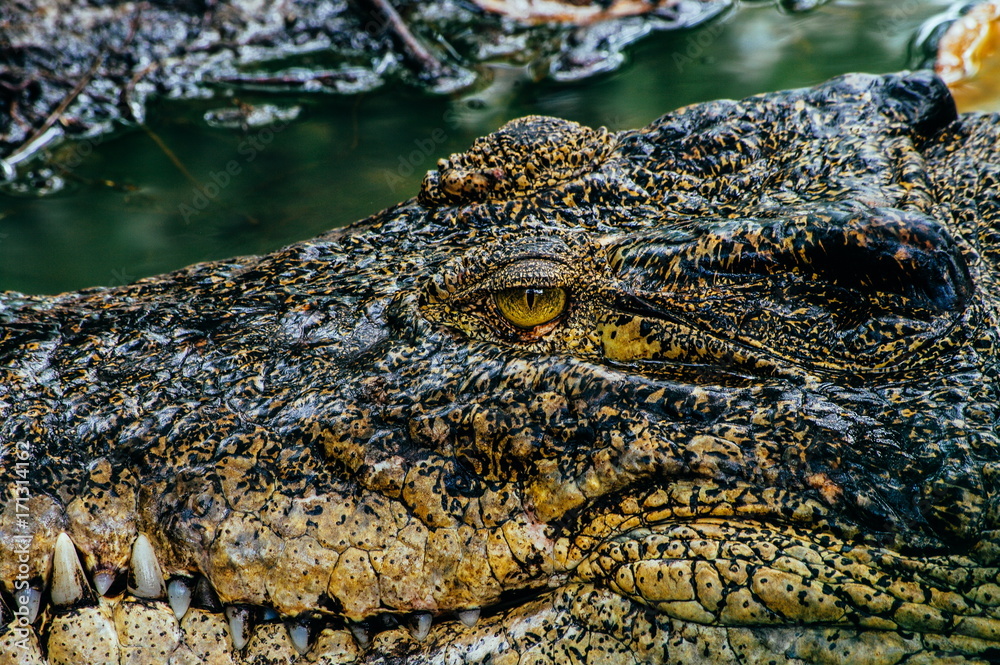 Fototapeta premium Nile crocodile Crocodylus niloticus, close-up detail of teeth of the crocodile with open eye. Crocodile head close up in nature of Borneo