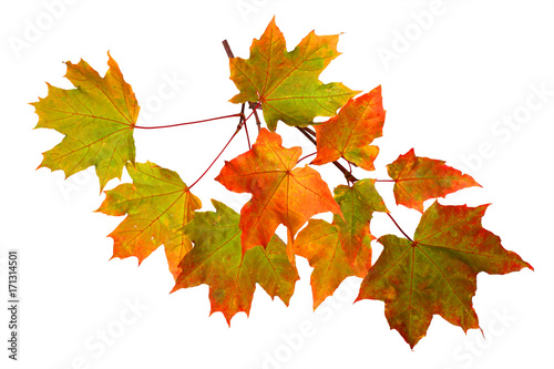 Branch of autumn maple leaves isolated on white background