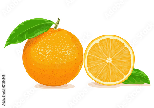 orange vector