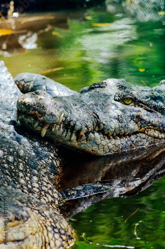 Nile crocodile Crocodylus niloticus, close-up detail of teeth of the crocodile with open eye. Crocodile head close up in nature of Borneo