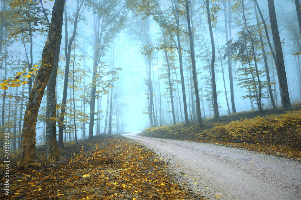 Obraz premium Magic foggy mysterious gold colored autumn season forest road.