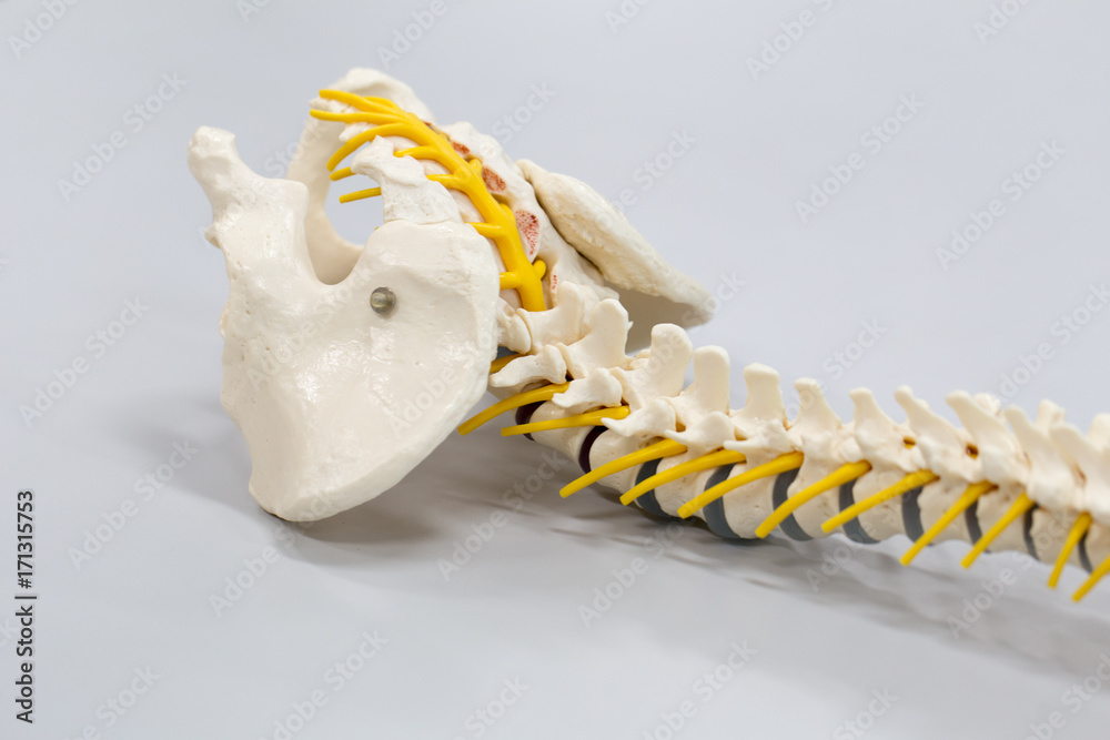 The vertebral column, also known as the backbone or spine, is part of ...