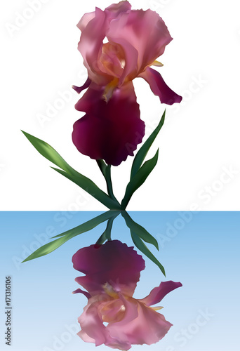 Fototapeta Naklejka Na Ścianę i Meble -  single purple iris with reflection