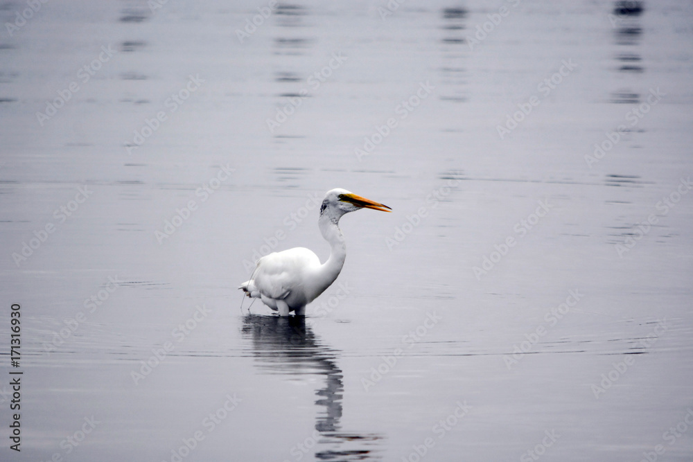 Great White Egret Bird Wades Through the Bay Early on A Summer Morning Great White Egret Bird Wades Through the Bay Early on A Summer Morning