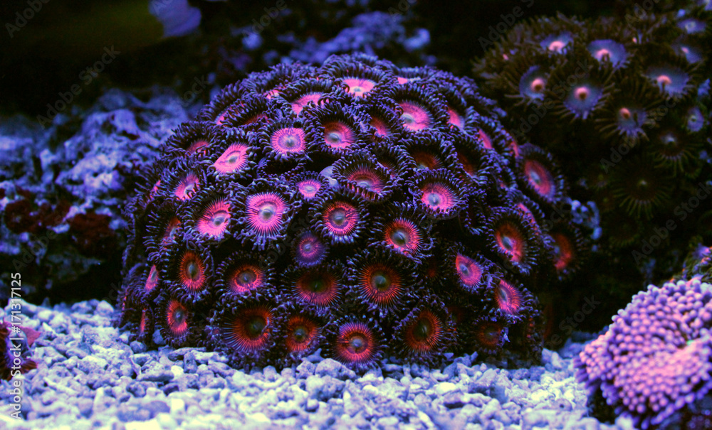 Fototapeta premium Pink ball zoa colony corals