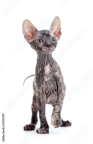 Donskoy sphynx hairless cat isolated photo