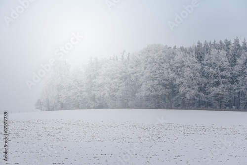 foggy winter landscape - frosty trees in snowy forest