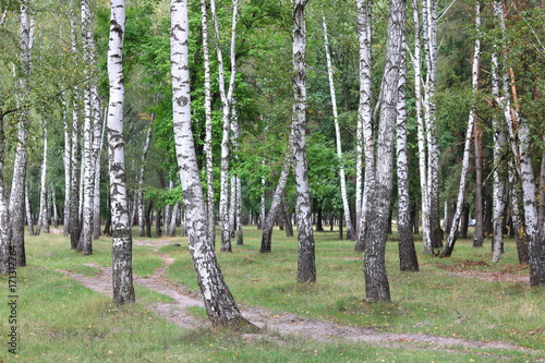 Fototapeta Naklejka Na Ścianę i Meble -  Beautiful birches in forest in early autumn