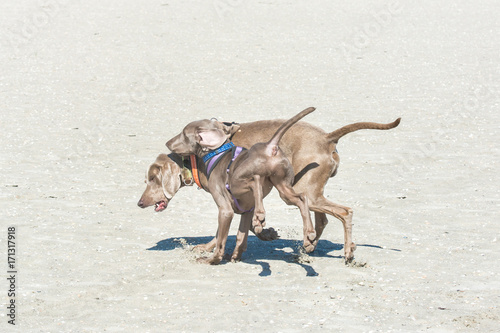 Hunde spielen am Strand