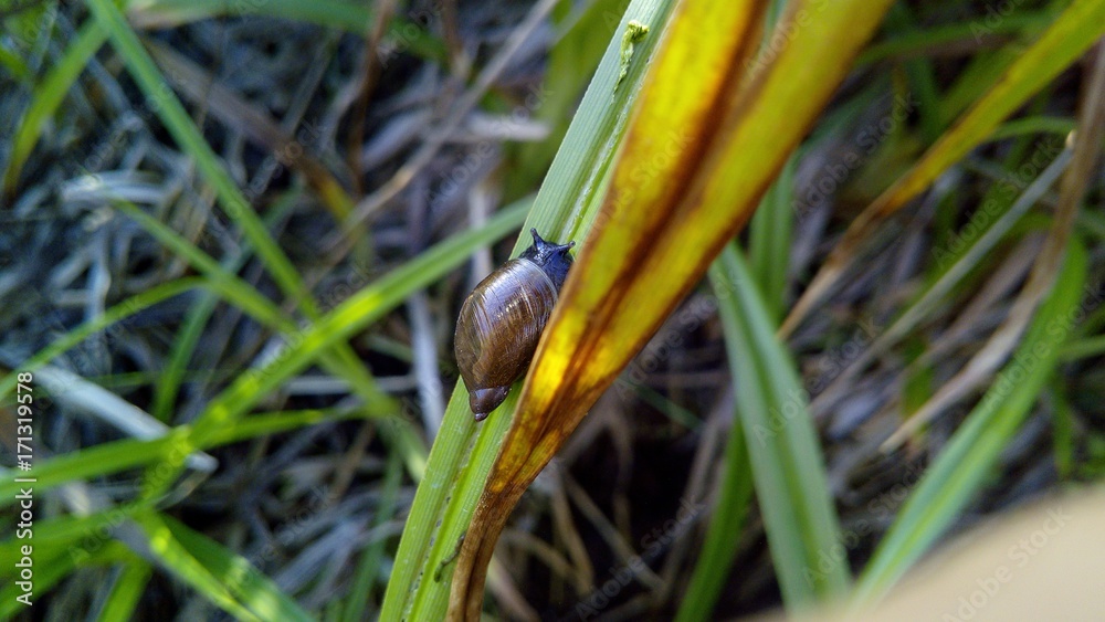 Snail Snail