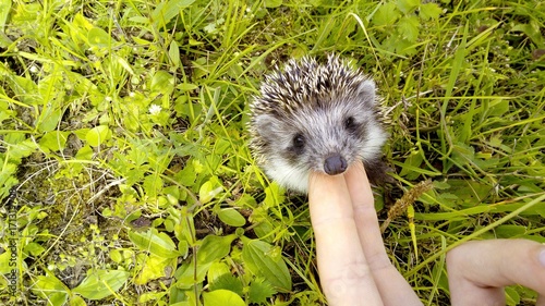 Hedgehog
