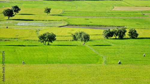 Rice field in Dong Thap, Mekong Delta, Vietnam 