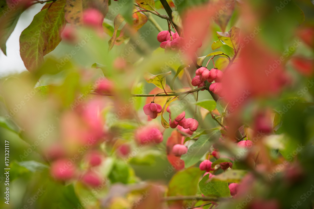 A beautiful pink fruits of spindle tree in natural habitat. Spindle branch on natural background in autumn.