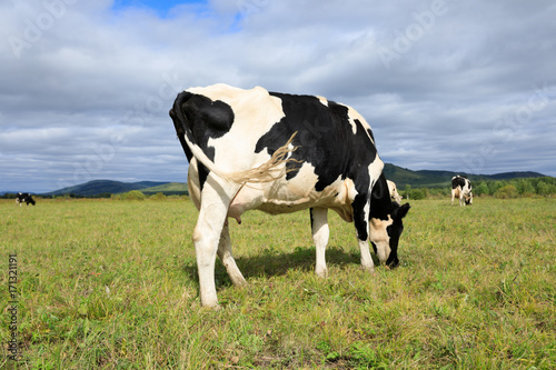 cow eating grass at the grassland