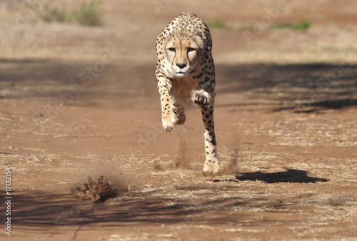 Exercising cheetah: chasing a lure, almost there!