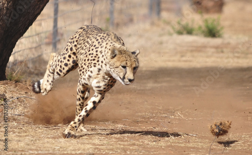 Exercising cheetah: chasing a lure, going left and right