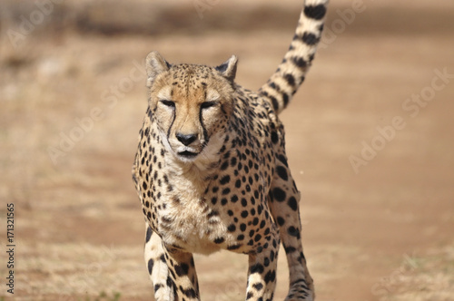 Exercising cheetah: slowing down after chasing a lure © Marcel