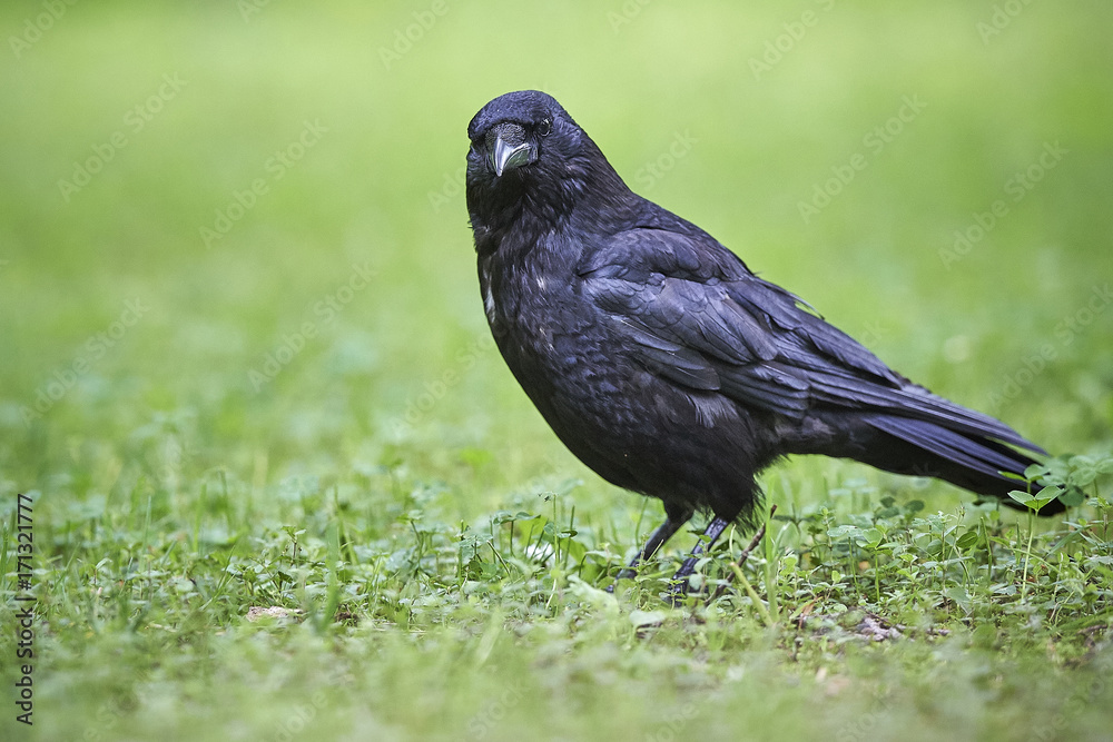 Corvus corax Kolkrabe Corvus corax Kolkrabe
