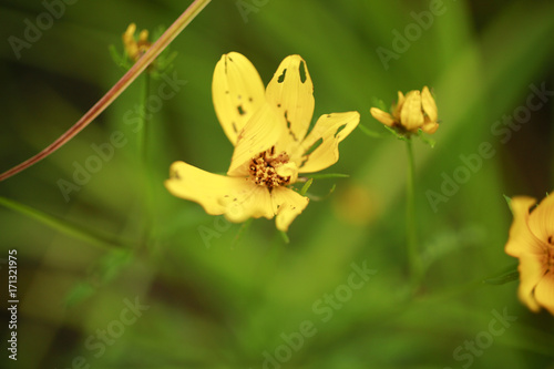 Φωτογραφία Yellow wildflowers in the wetland at Bean Blossom Bottoms wetland preserve in Southern, Indiana