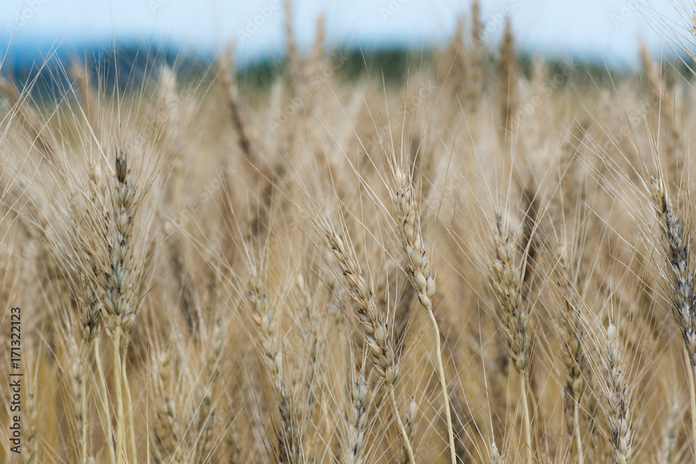 Fototapeta premium 北海道の麦畑