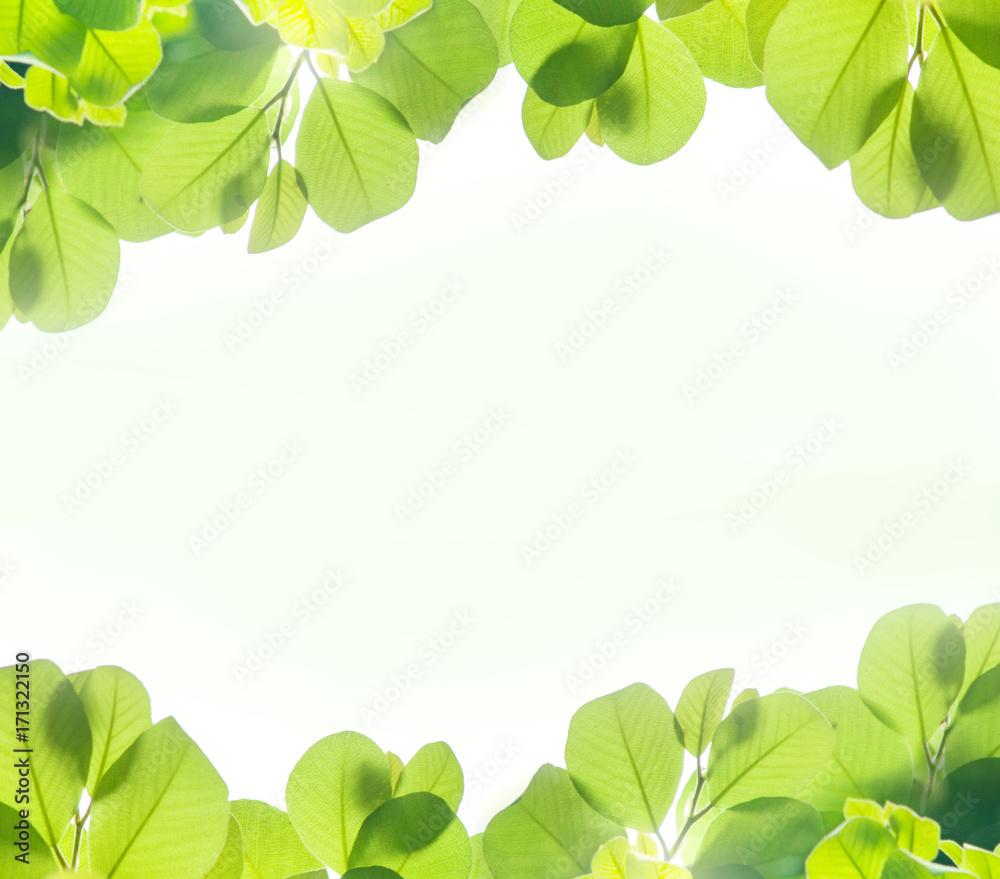 Green leaves border isolated on white background Green leaves border isolated on white background