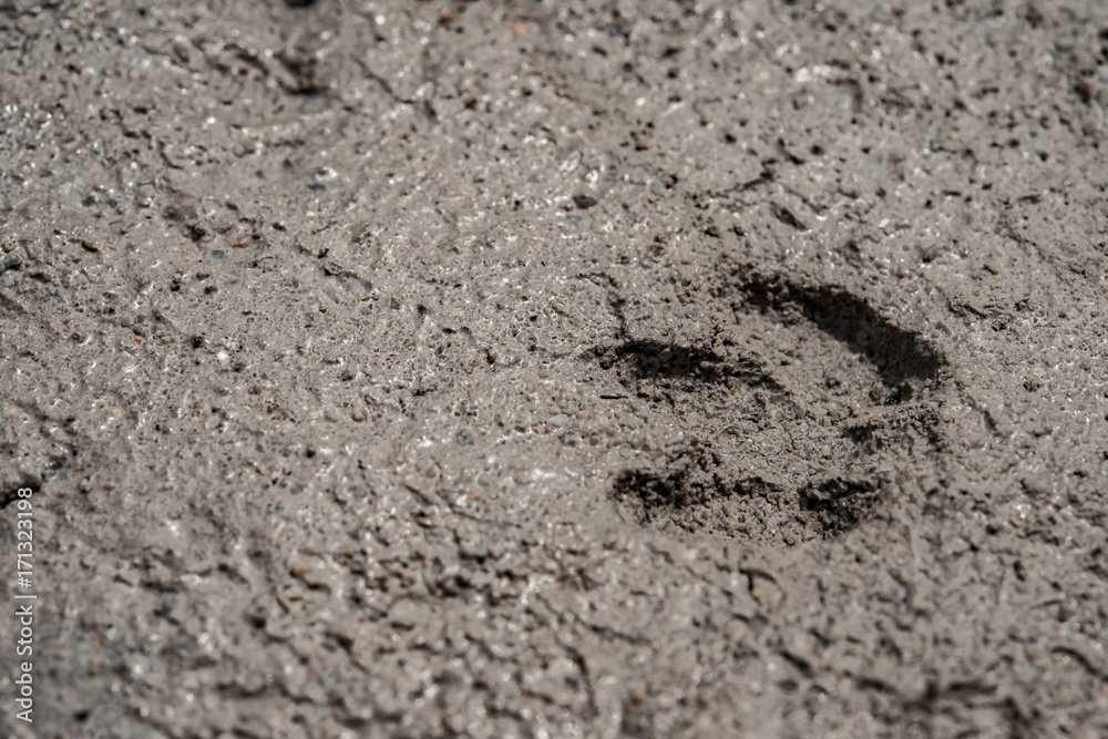 animal footprint on cement animal footprint on cement