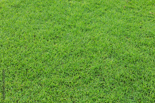 Picture of green fresh lawn