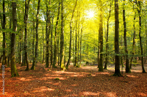 Fototapeta Naklejka Na Ścianę i Meble -  Autumn forest with sun beam.
