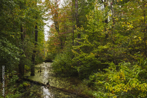 Creek in the wetland at Bean Blossom Bottoms wetland preserve in Southern, Indiana.