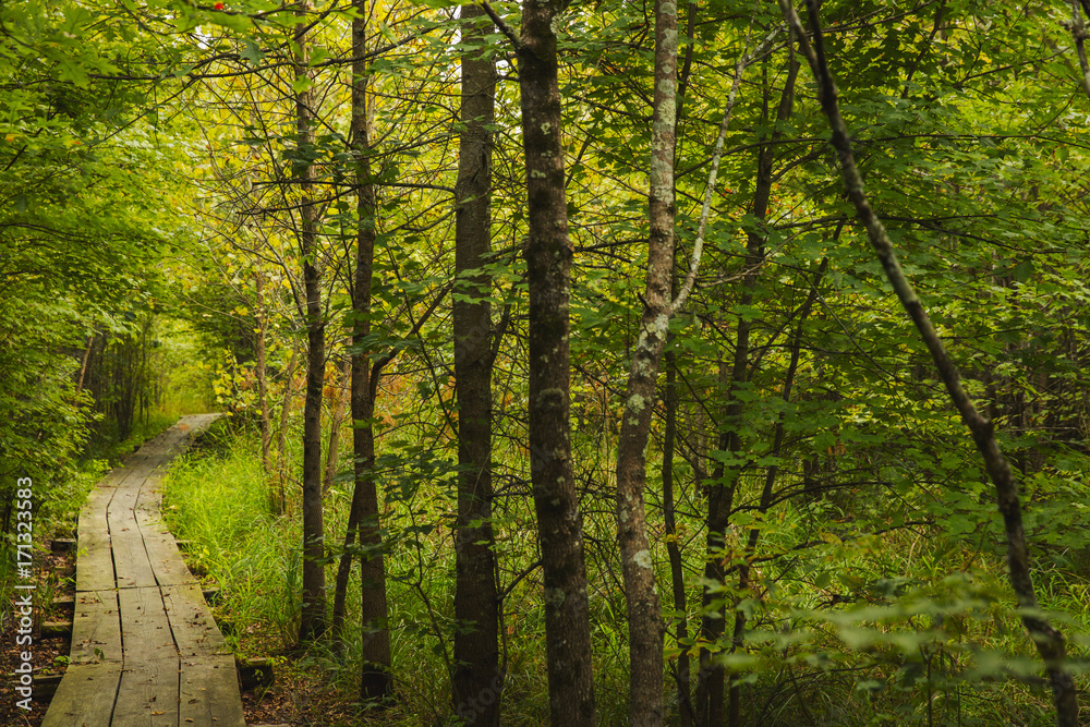 Wooden trail through the wetland at Bean Blossom Bottoms wetland preserve in Southern, Indiana.