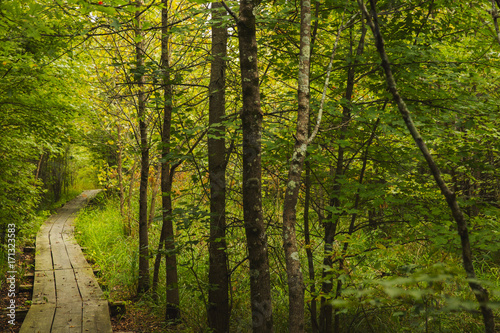 Wooden trail through the wetland at Bean Blossom Bottoms wetland preserve in Southern, Indiana.