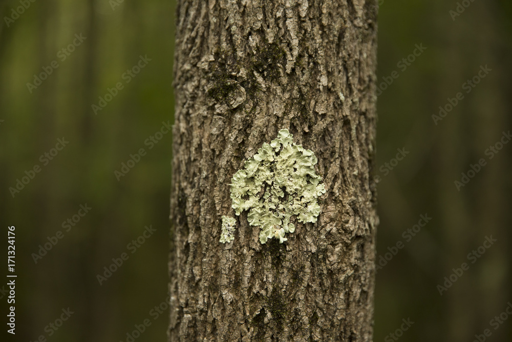 Tree bark wetland at Bean Blossom Bottoms wetland preserve in Southern, Indiana. Tree bark wetland at Bean Blossom Bottoms wetland preserve in Southern, Indiana.