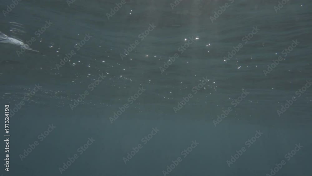 Beautiful underwater shot with penetrating rays of the sun. Filmed in slog2 for better color correction. Beautiful underwater shot with penetrating rays of the sun. Filmed in slog2 for better color correction.
