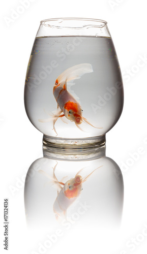orange and white Koi carp looking at camera in a glass tank on white with clipping path
