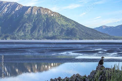 A juvenile bald eagle perches on a cliff edge on the coast of Alaska's turnagain arm.