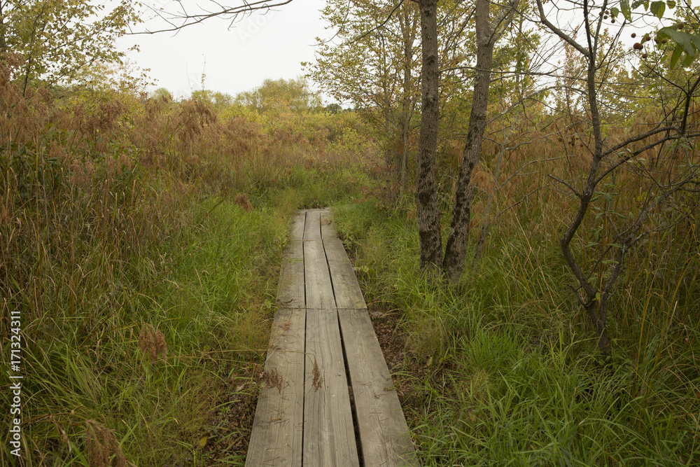 Wooden trail through the wetland at Bean Blossom Bottoms wetland preserve in Southern, Indiana. Wooden trail through the wetland at Bean Blossom Bottoms wetland preserve in Southern, Indiana.