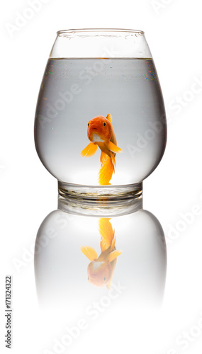 red Koi carp looking at camera in a glass tank on white with clipping path