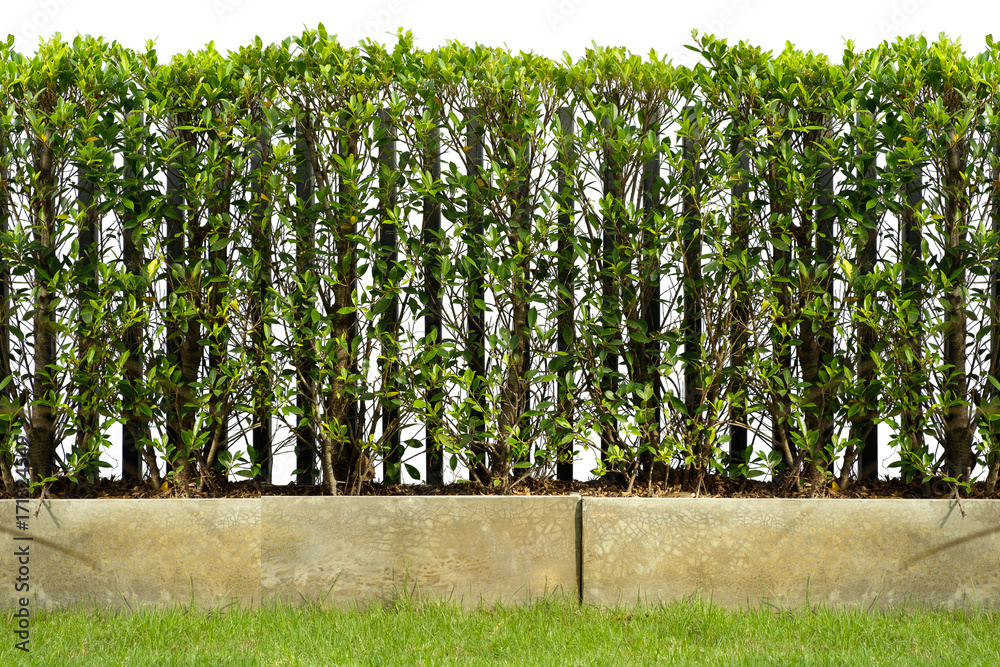 Fototapeta premium hedge fence
