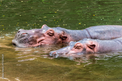 Two hippopotamus in water