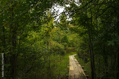 Fotografi Path through the wetland at Bean Blossom Bottoms wetland preserve in Southern, Indiana