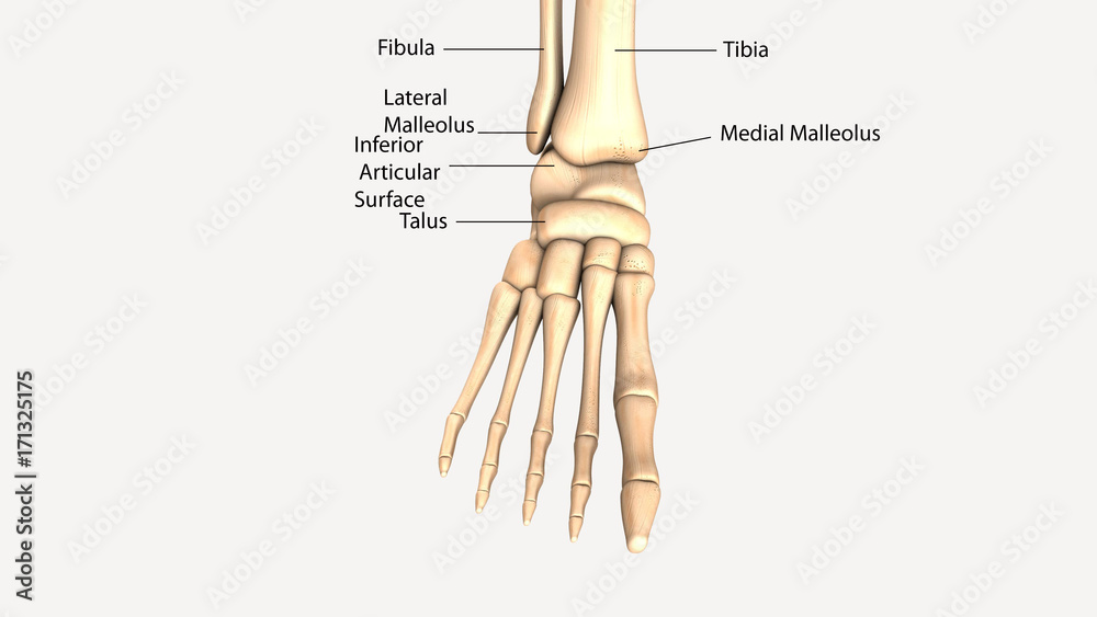3D illustration of Foot Skeleton - Part of Human Skeleton.
