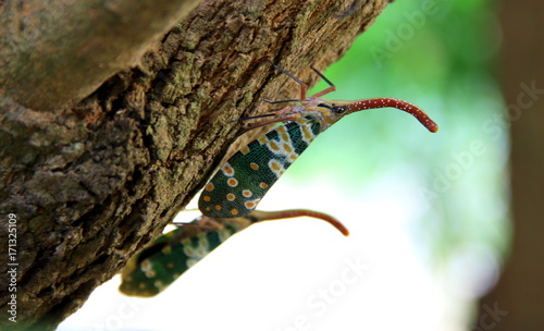 Fulgorid bug or Pyrops candelaria on Longan tree. photo